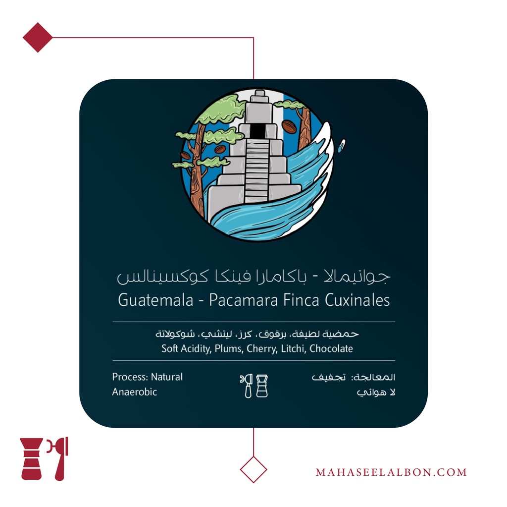 جواتيمالا - باكامارا فينكا كوكسينالس- ٢٥٠  جرام - محمصة أسطول البن